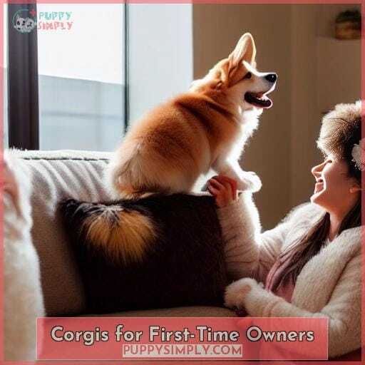 Corgis for First-Time Owners Corgis for First-Time Owners