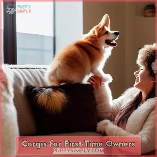 Corgis for First-Time Owners