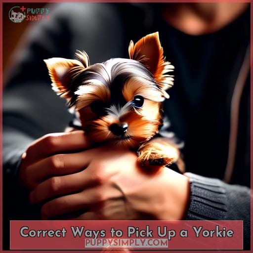 Correct Ways to Pick Up a Yorkie Correct Ways to Pick Up a Yorkie