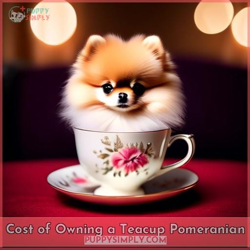 Cost of Owning a Teacup Pomeranian