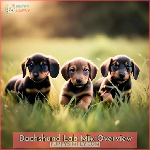 Dachshund Lab Mix Overview