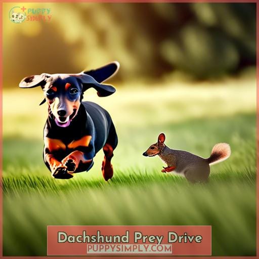 Dachshund Prey Drive Dachshund Prey Drive