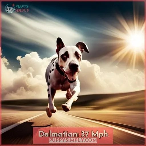 Dalmatian: 37 Mph