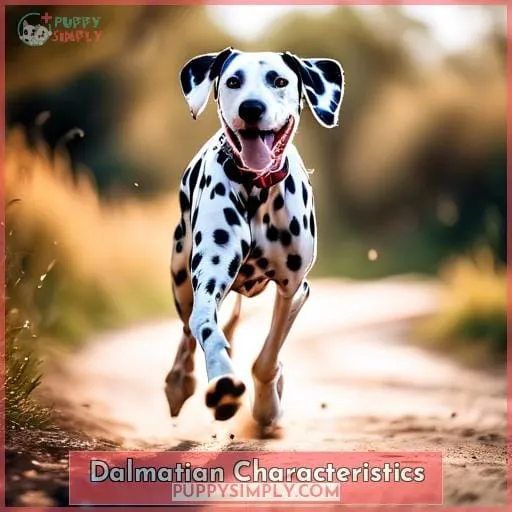Dalmatian Characteristics