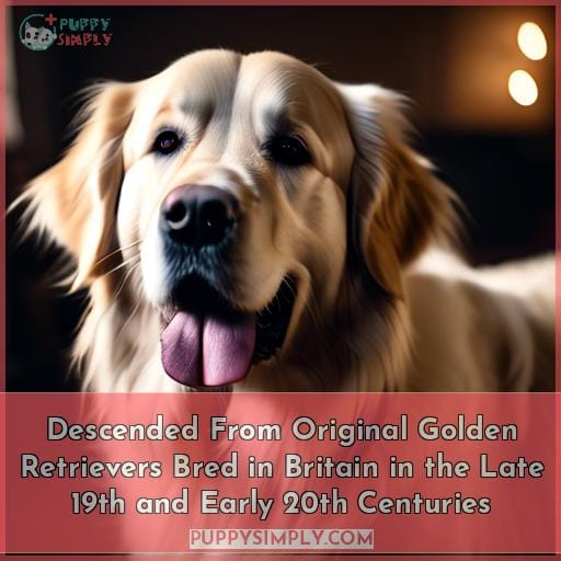 Descended From Original Golden Retrievers Bred in Britain in the Late 19th and Early 20th Centuries