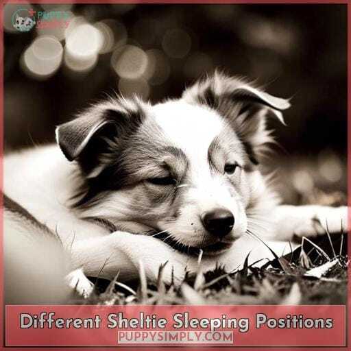 Different Sheltie Sleeping Positions Different Sheltie Sleeping Positions