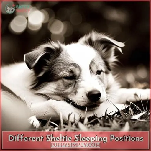 Different Sheltie Sleeping Positions