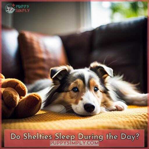 Do Shelties Sleep During the Day Do Shelties Sleep During the Day