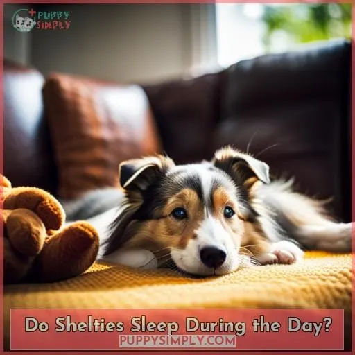 Do Shelties Sleep During the Day