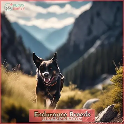 Endurance Breeds