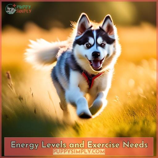 Energy Levels and Exercise Needs