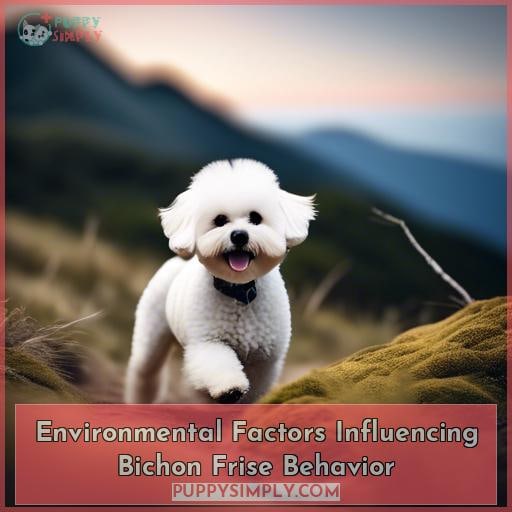 Environmental Factors Influencing Bichon Frise Behavior