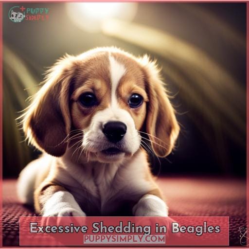 Excessive Shedding in Beagles Excessive Shedding in Beagles