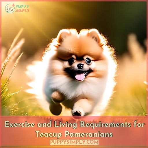 Exercise and Living Requirements for Teacup Pomeranians