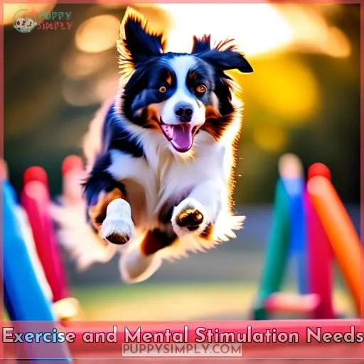 Exercise and Mental Stimulation Needs