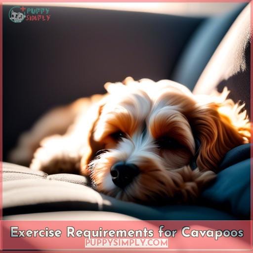 Exercise Requirements for Cavapoos