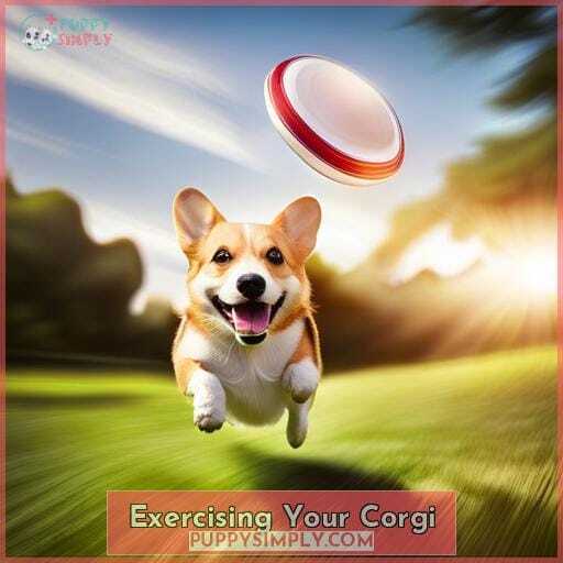 Exercising Your Corgi Exercising Your Corgi