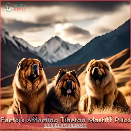 Factors Affecting Tibetan Mastiff Price