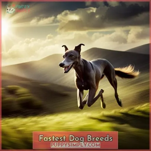 Fastest Dog Breeds