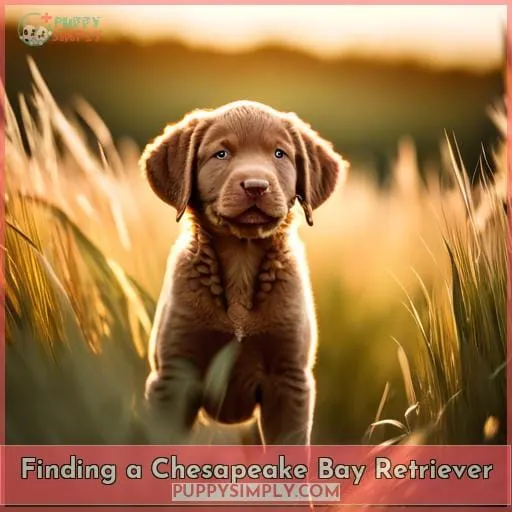 Finding a Chesapeake Bay Retriever