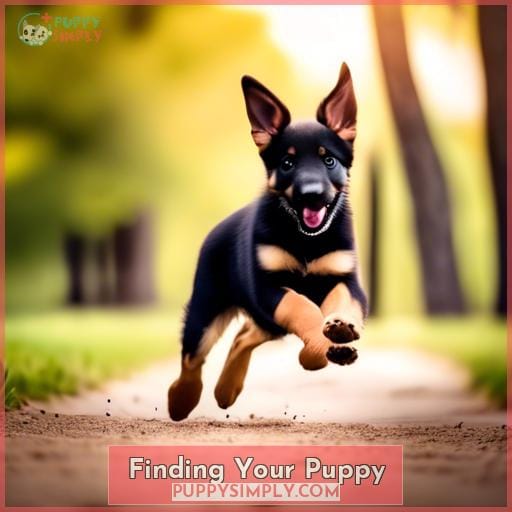 Finding Your Puppy