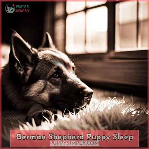 German Shepherd Puppy Sleep