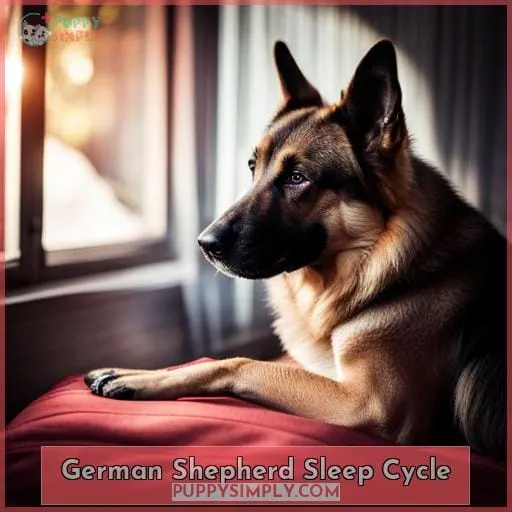German Shepherd Sleep Cycle