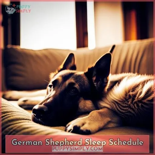 German Shepherd Sleep Schedule