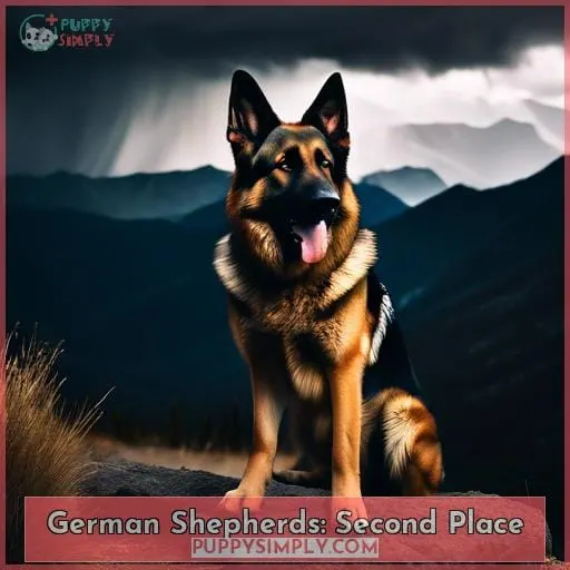 German Shepherds: Second Place