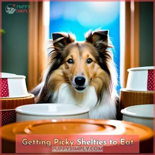 Getting Picky Shelties to Eat