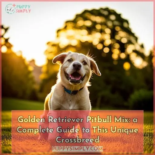 golden retriever pitbull mix