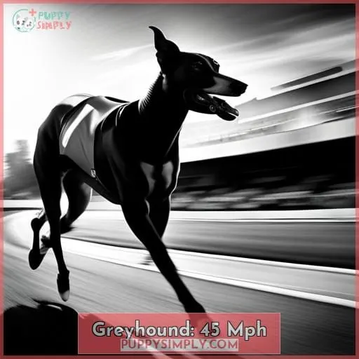 Greyhound: 45 Mph
