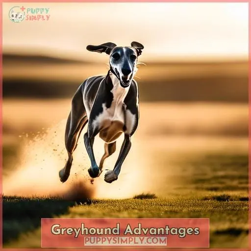 Greyhound Advantages