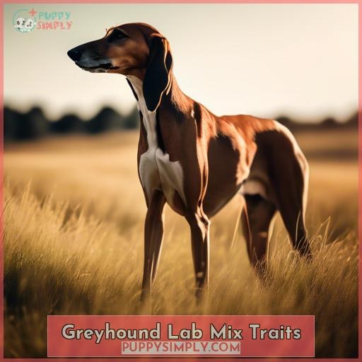 Greyhound Lab Mix Traits