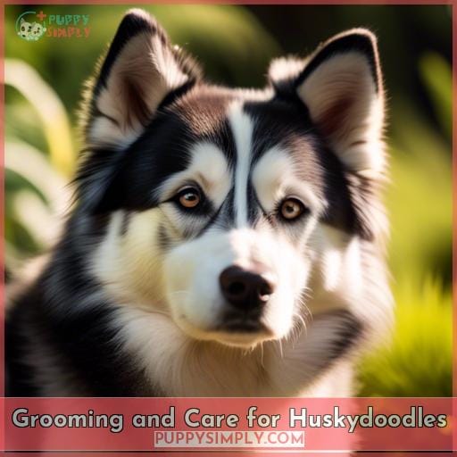Grooming and Care for Huskydoodles