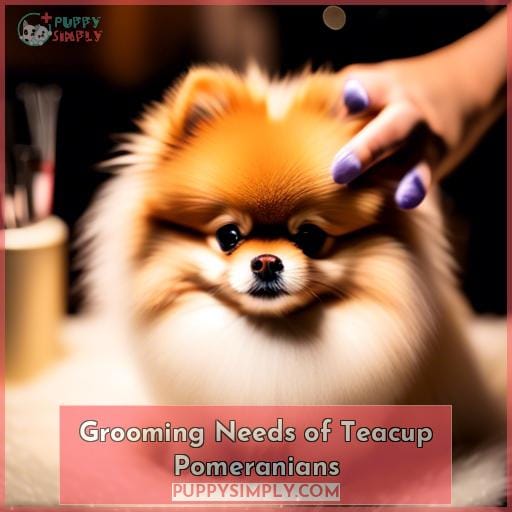 Grooming Needs of Teacup Pomeranians