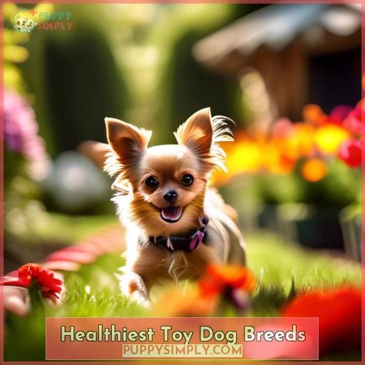 Healthiest Toy Dog Breeds