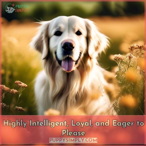 Highly Intelligent, Loyal, and Eager to Please