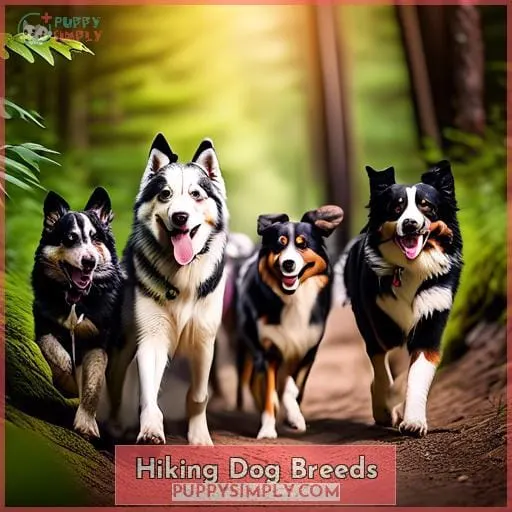 Hiking Dog Breeds