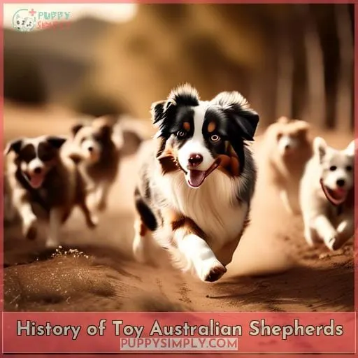 History of Toy Australian Shepherds