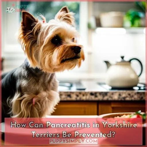 How Can Pancreatitis in Yorkshire Terriers Be Prevented