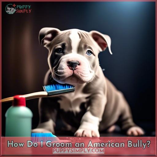 How Do I Groom an American Bully