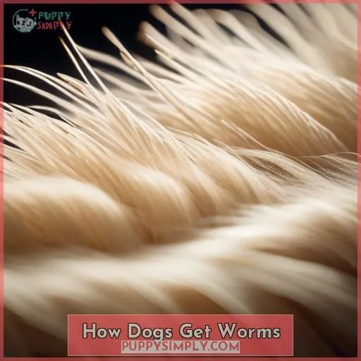How Dogs Get Worms