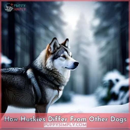 How Huskies Differ From Other Dogs