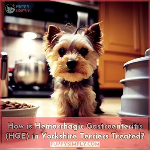 How is Hemorrhagic Gastroenteritis (HGE) in Yorkshire Terriers Treated