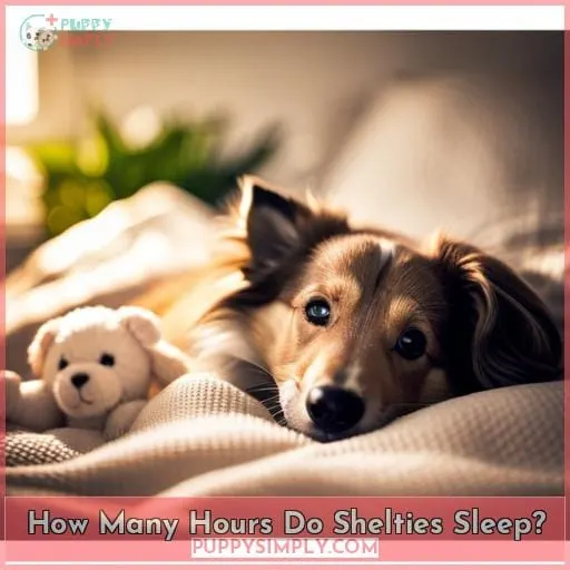 How Many Hours Do Shelties Sleep
