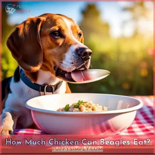 How Much Chicken Can Beagles Eat