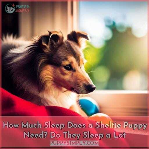 how much sleep does a sheltie puppy need do they sleep a lot how much sleep does a sheltie puppy need do they sleep a lot