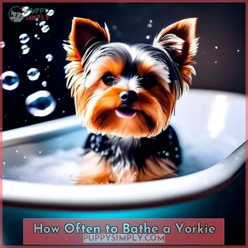 How Often to Bathe a Yorkie