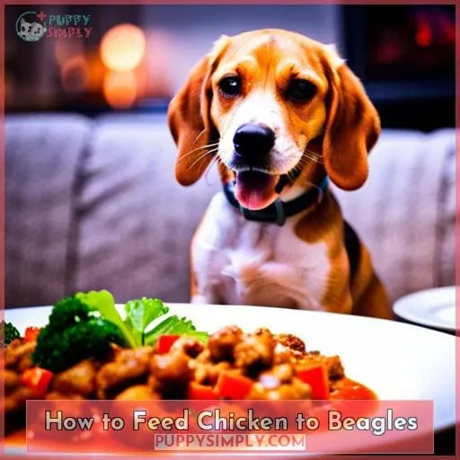 How to Feed Chicken to Beagles